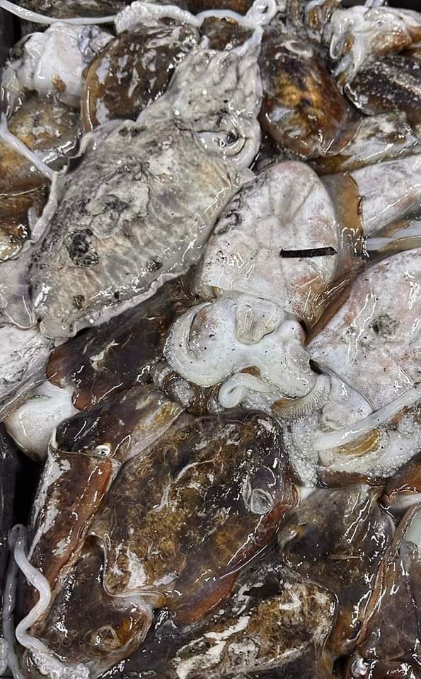 Seiche Sauvage 200-400 (5Kg)