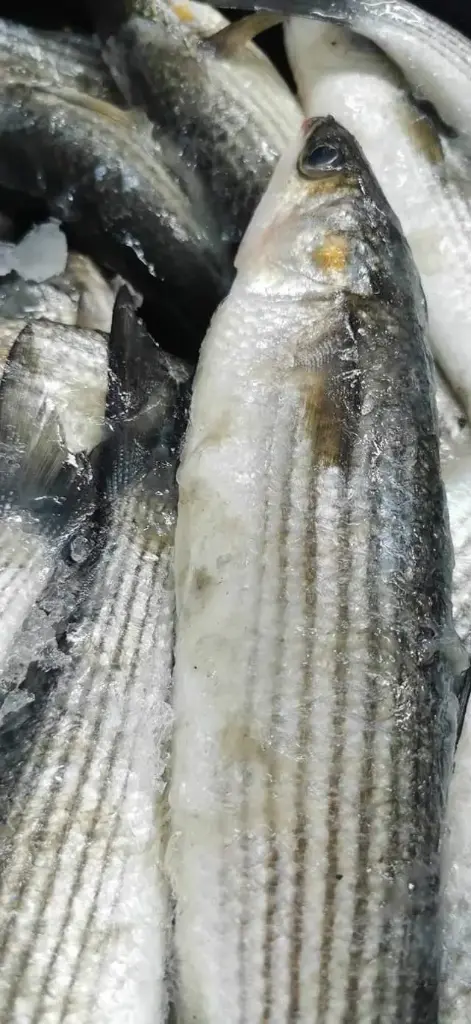 Mulet Sauteur Sauvage (5Kg)