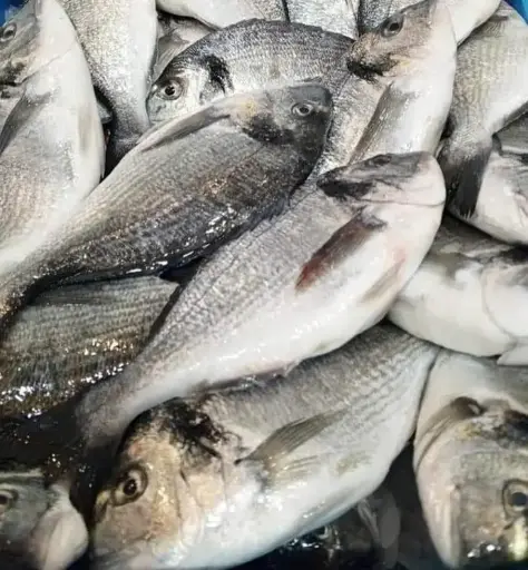 Dorade Royale 600-800 (5Kg)