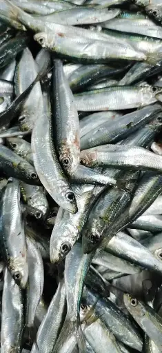 Sardine (5Kg)