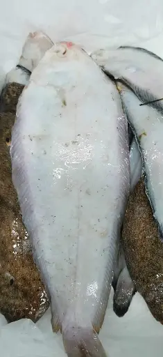 Sole 200-300 (5Kg)