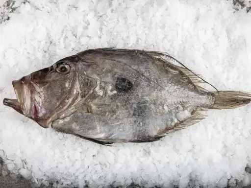 Saint Pierre (5Kg)